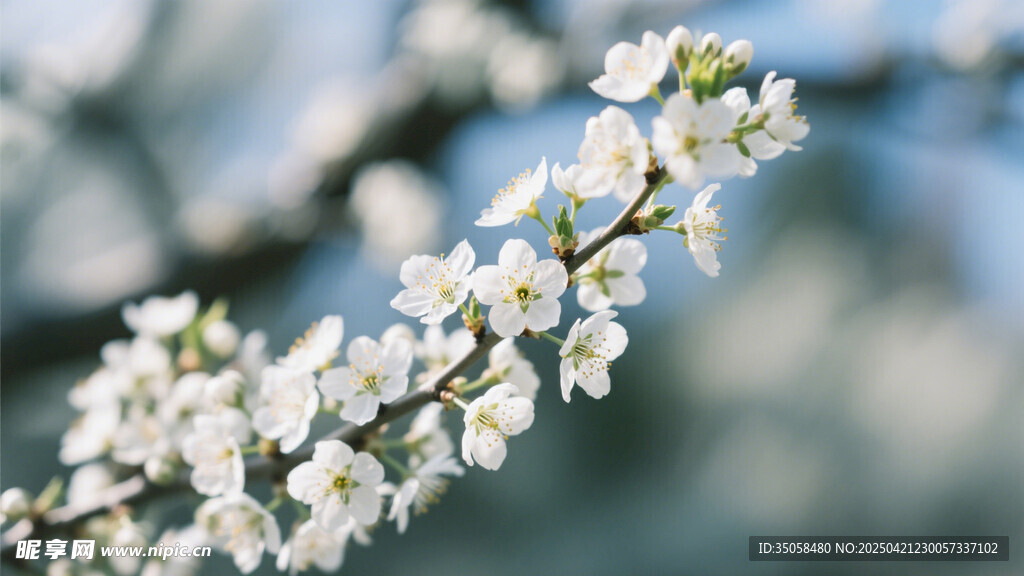 李子花 