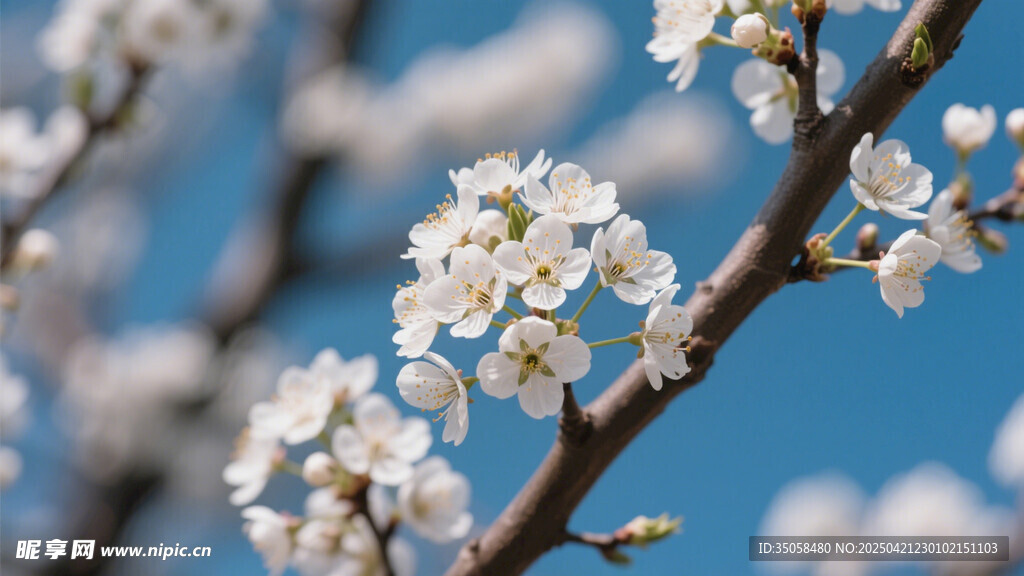 李子花