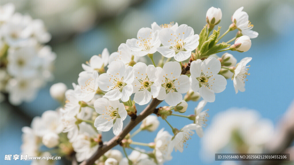 李子花