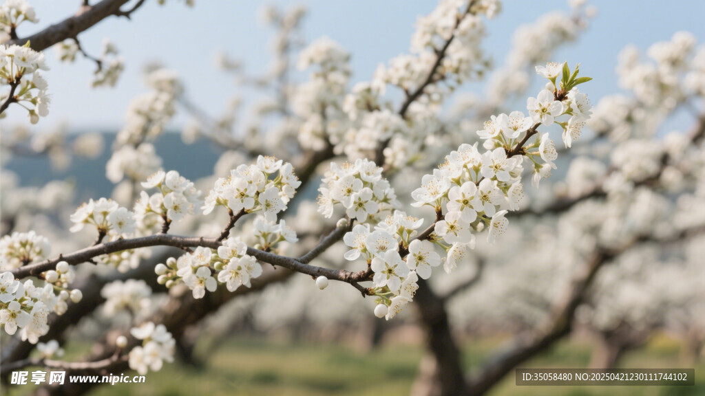 李子花