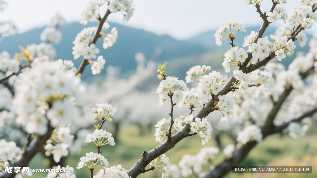 李子花 