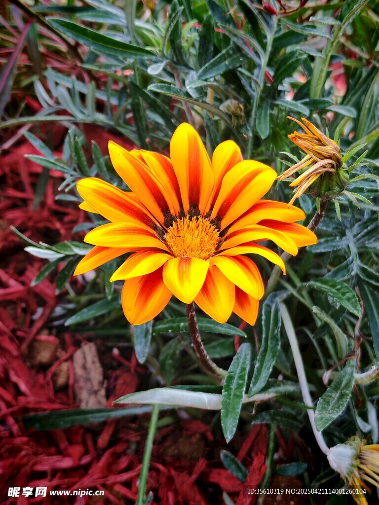 鲜艳橙黄勋章菊绽放