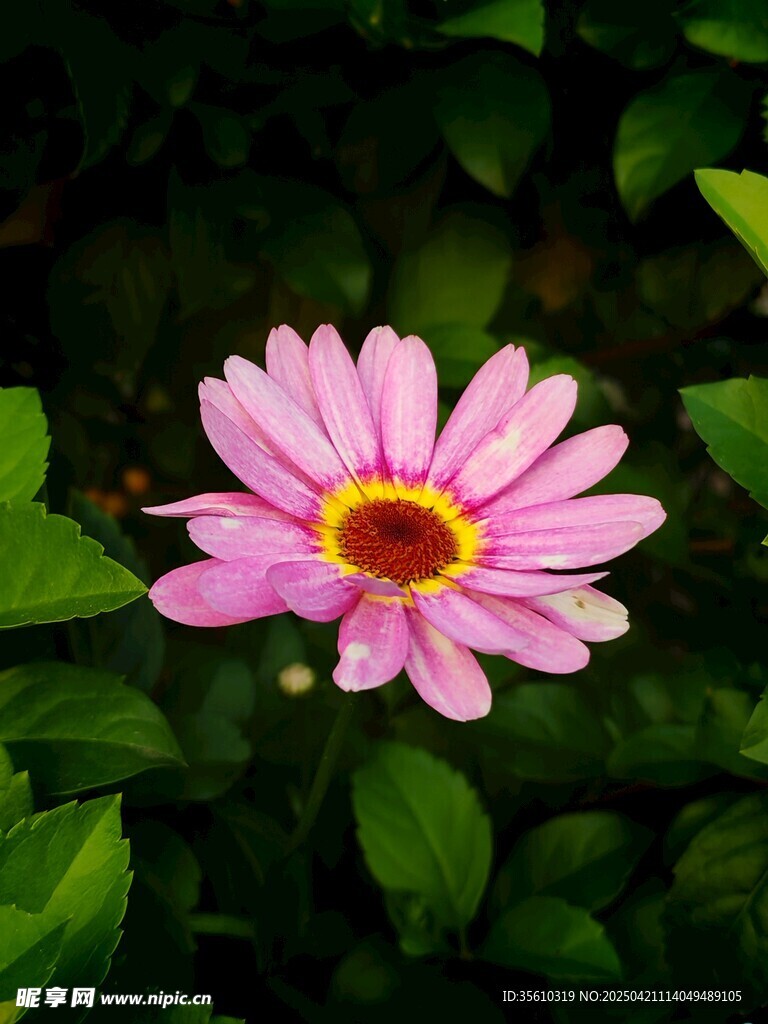 娇艳粉色花朵绽放绿叶间