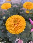 黄菊花1