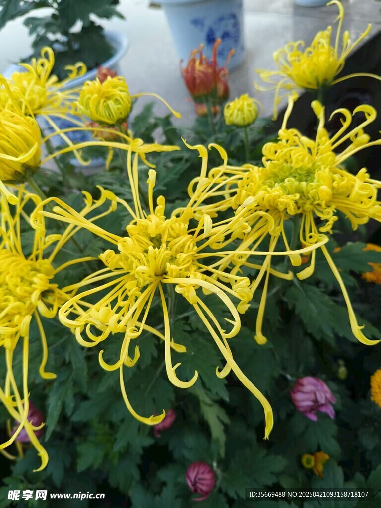 菊花