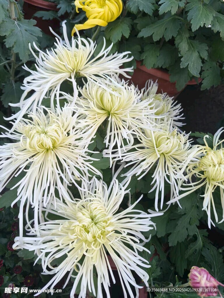 菊花