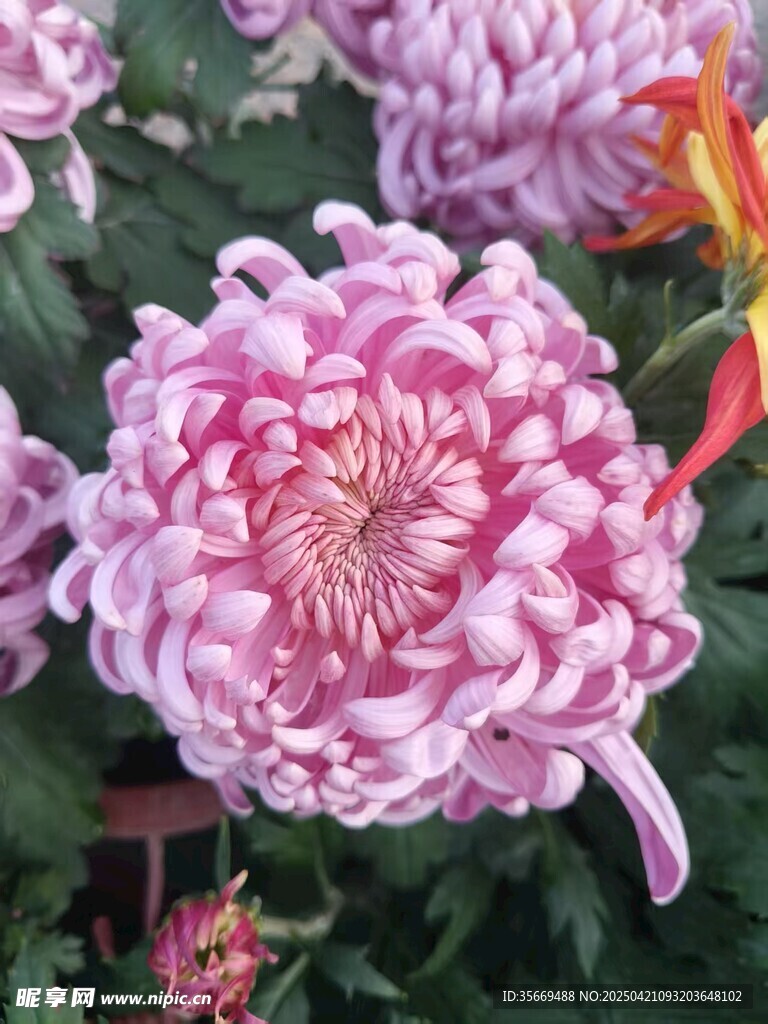 菊花