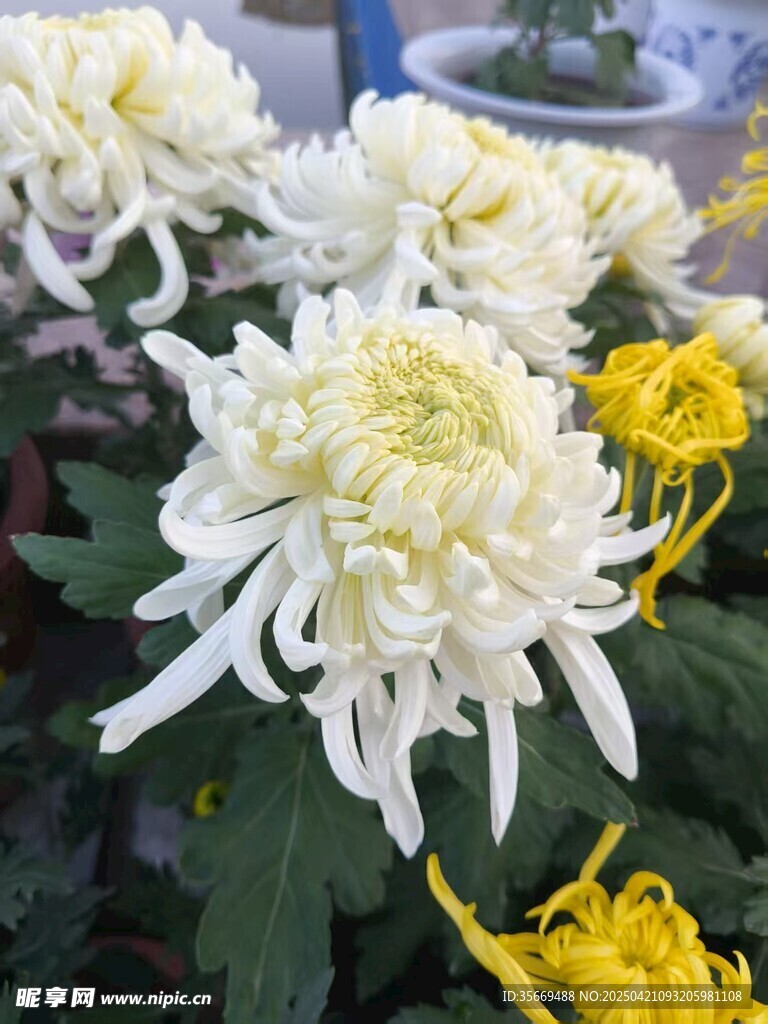 菊花
