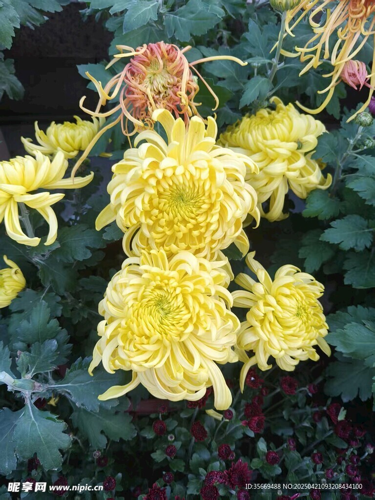 菊花