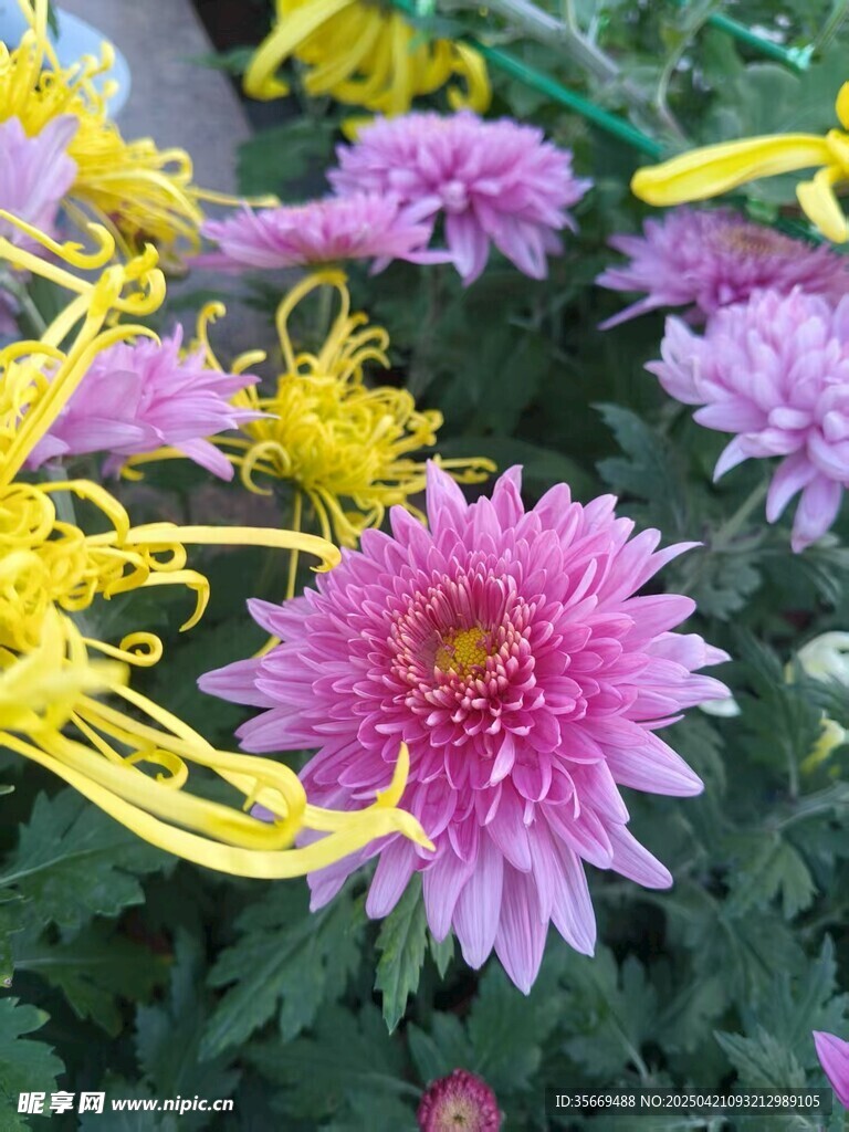 菊花