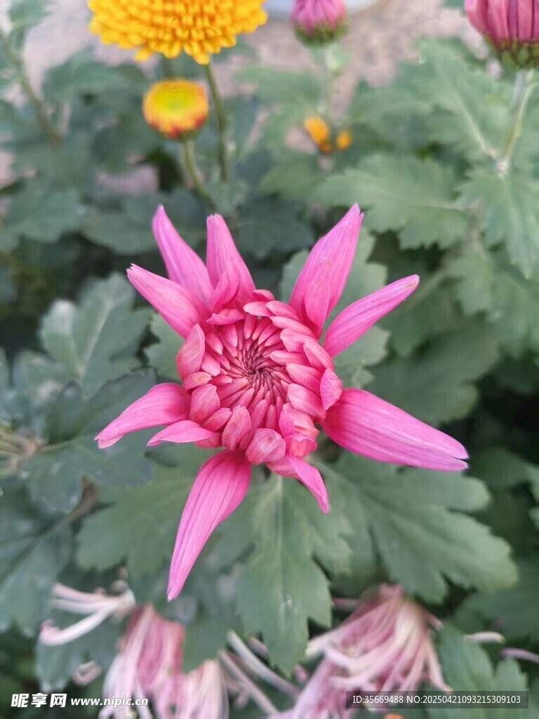菊花