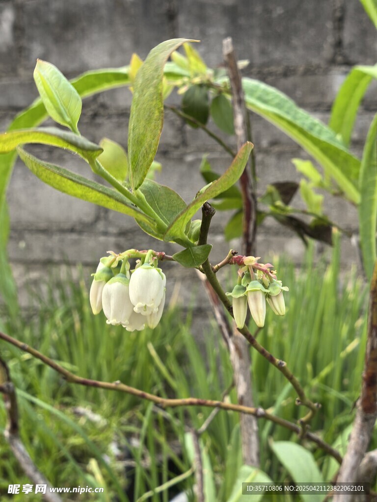 含苞待放的蓝莓花朵