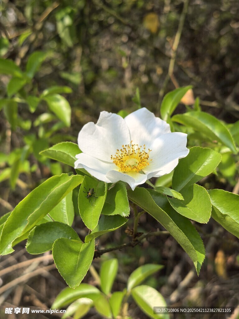 白色单朵花绽放绿叶间