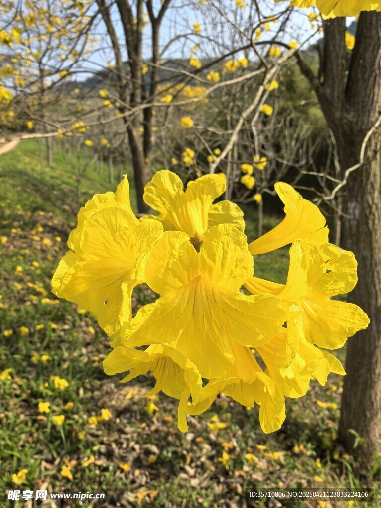 金黄灿烂的枝头繁花