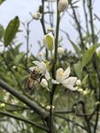 蜜蜂采蜜于白色花朵间