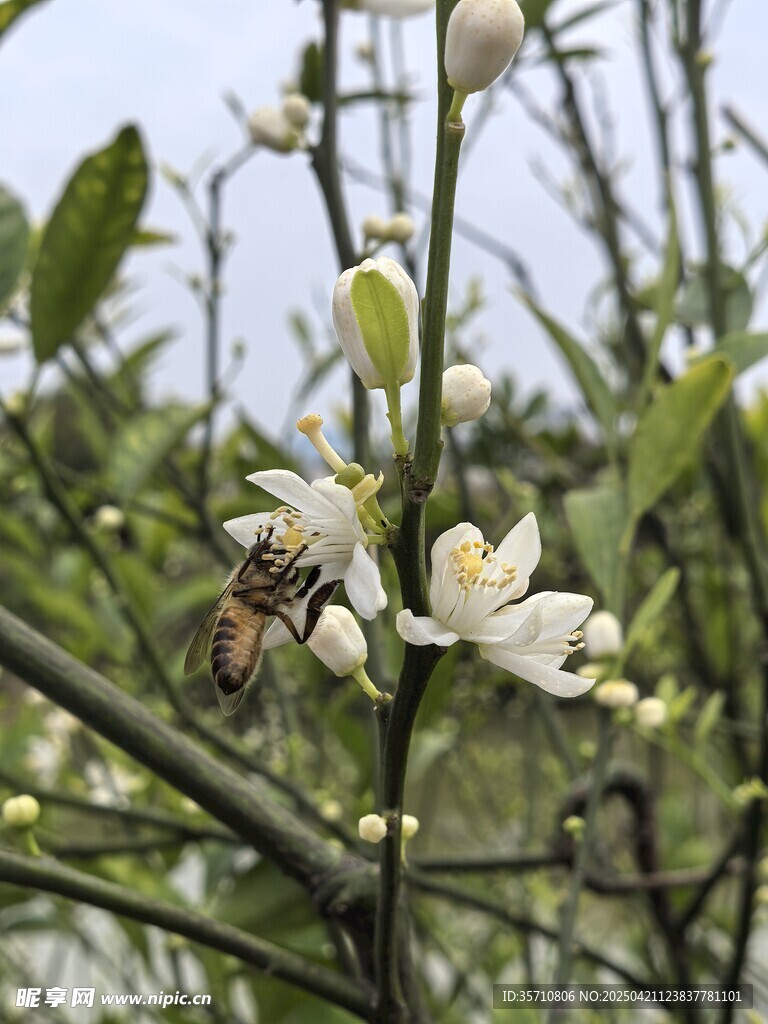 蜜蜂采蜜于白色花朵间