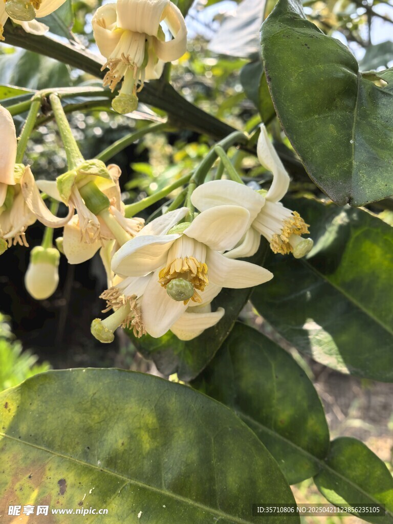 柚子白色花朵绽放绿叶间