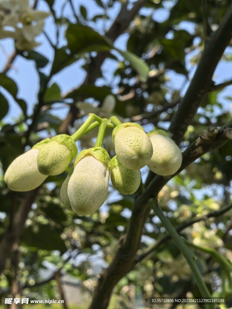含苞待放的白色花朵