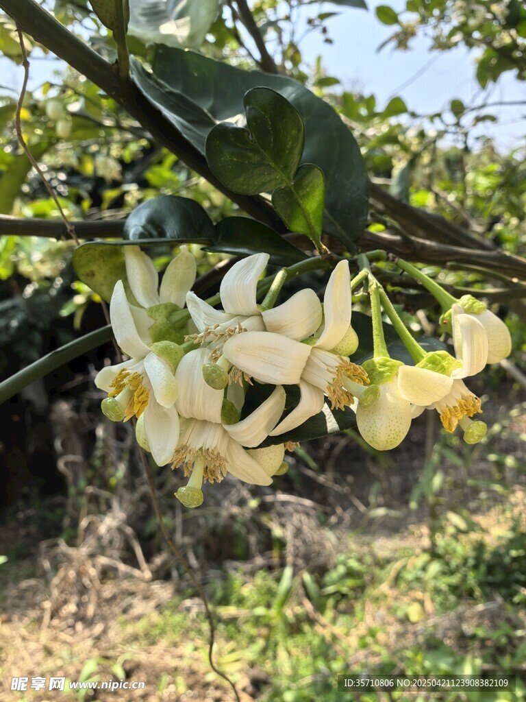 柚子树上绽放的白色花朵
