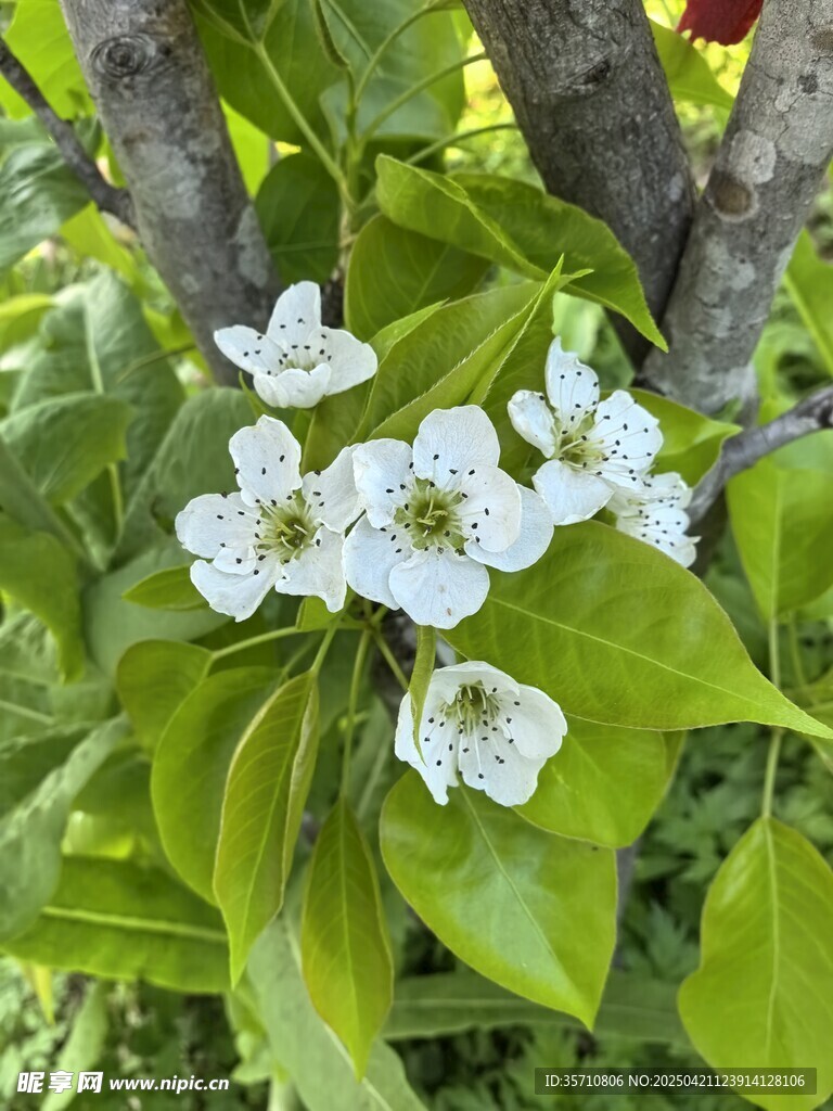 枝头绽放的洁白梨花