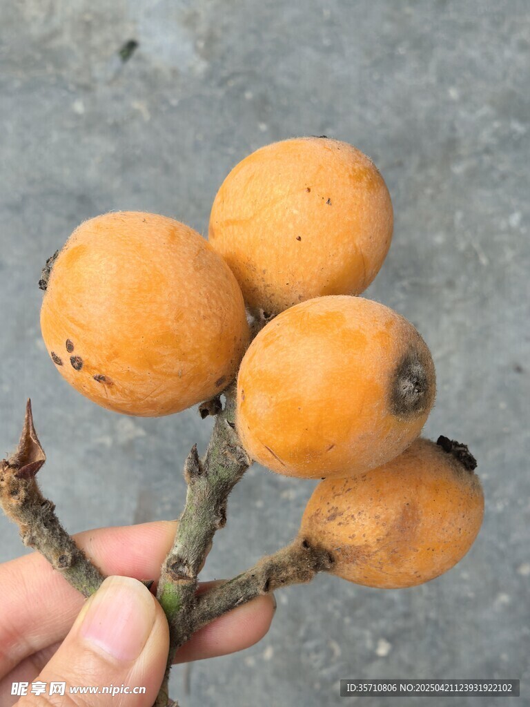 手捧鲜黄饱满的枇杷果