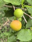枝头青黄李子果实饱满