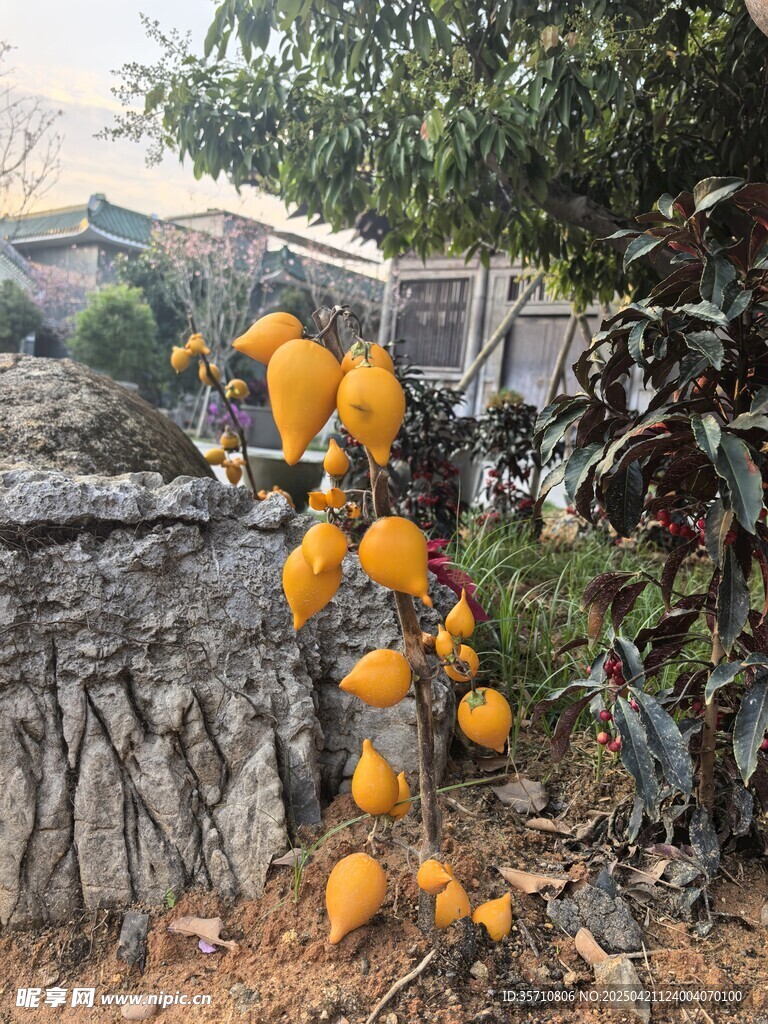 金黄葫芦果 