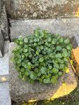 铜钱草