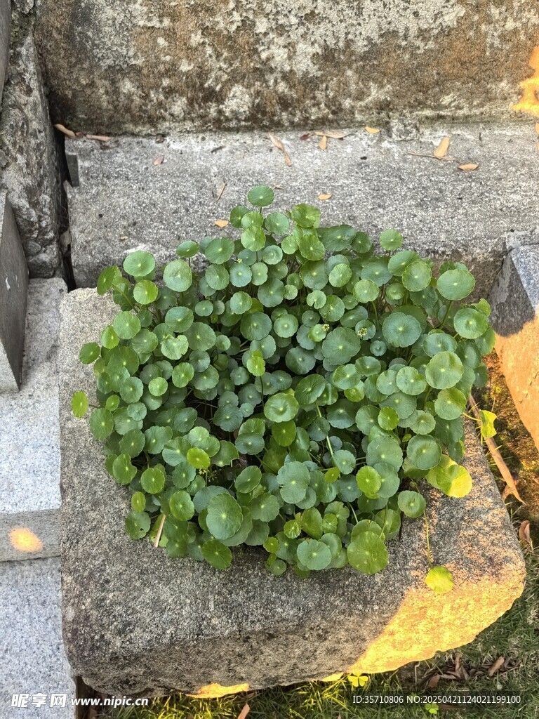 铜钱草
