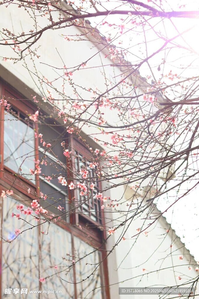 阳光透过树枝照向建筑物