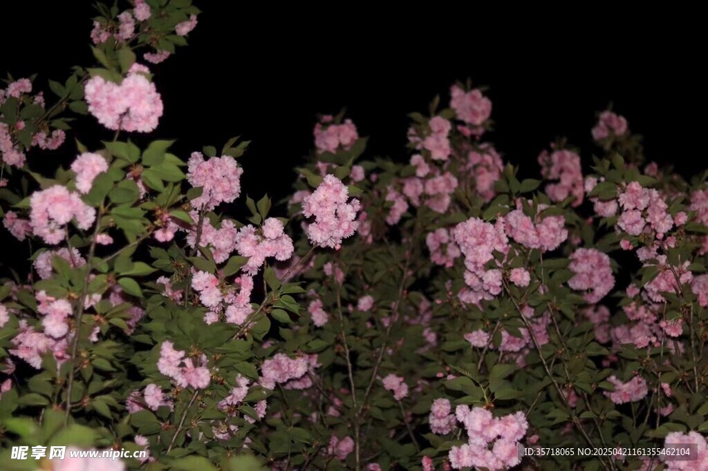 夜下绽放的粉色繁花