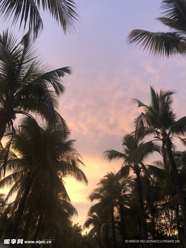 椰林剪影