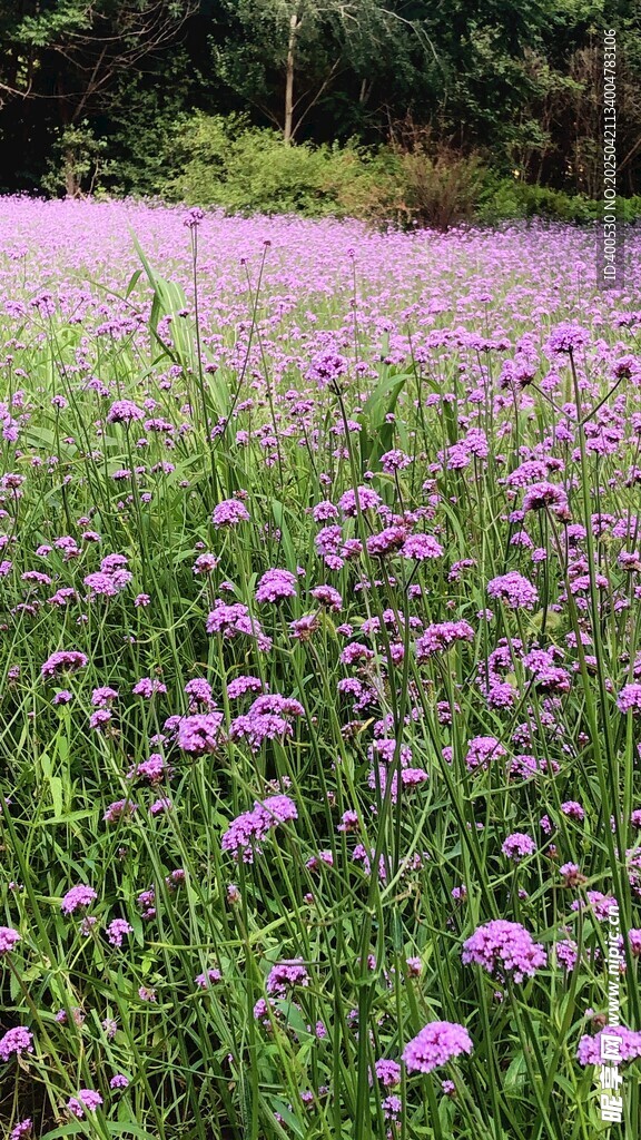 紫花海