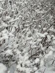 冬雪