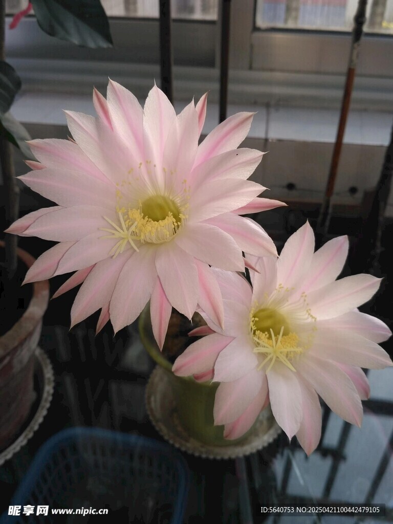 粉色仙人掌花绽放
