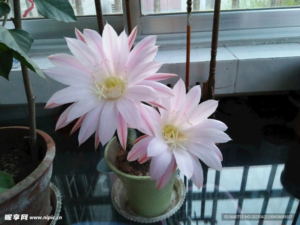 粉色仙人球花绽放