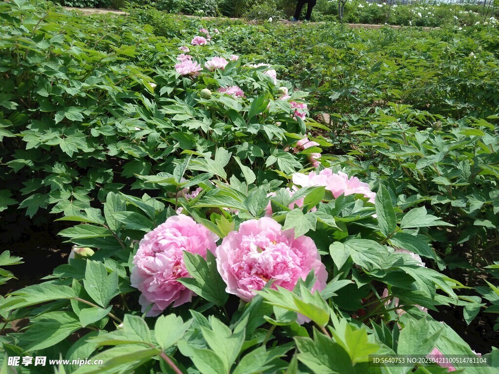 花园中的娇艳粉色牡丹花