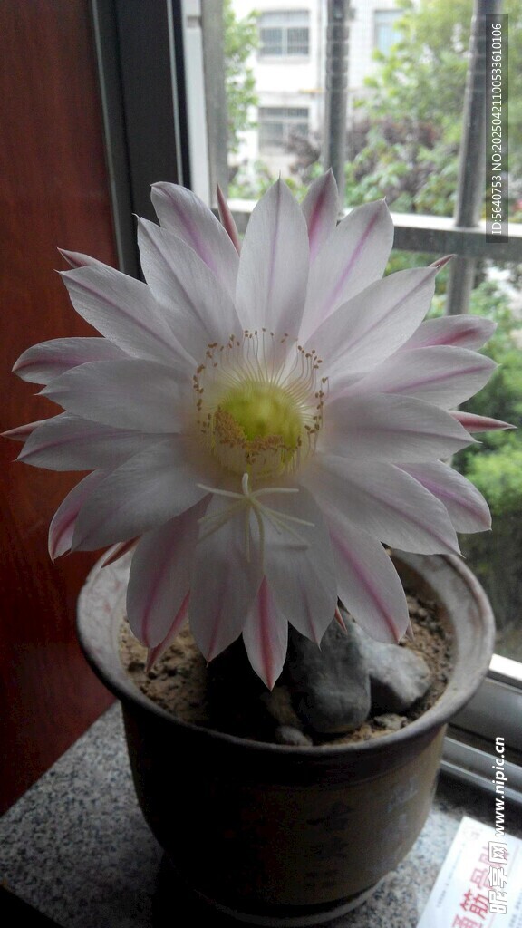 窗边绽放的仙人球花朵