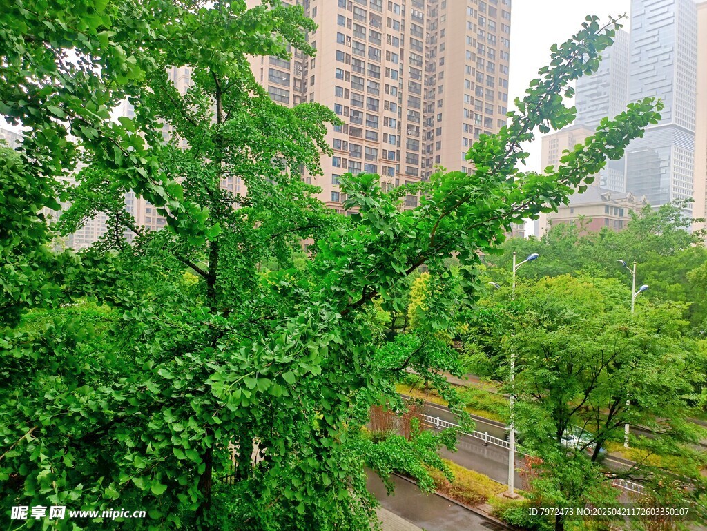 城市中葱郁的绿树景观