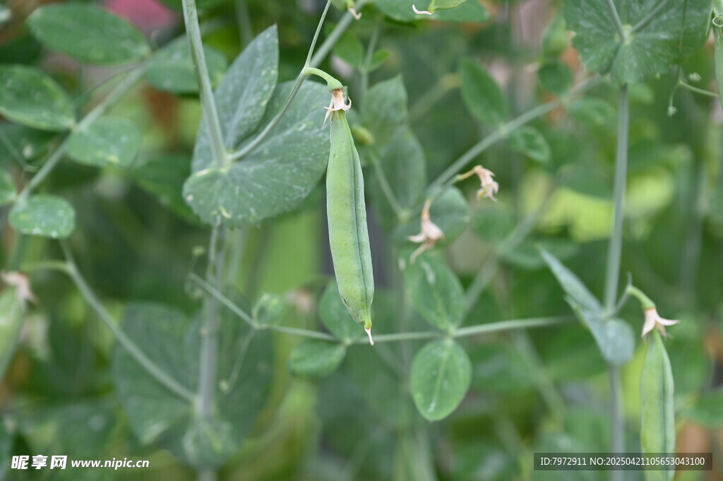鲜嫩豌豆荚挂于翠绿植株