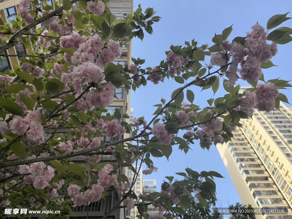 城市中绽放的烂漫樱花