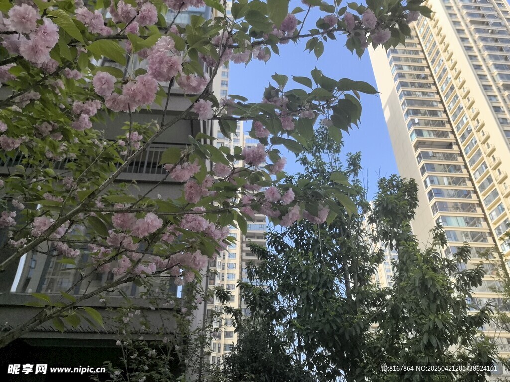 高楼旁绽放的烂漫樱花