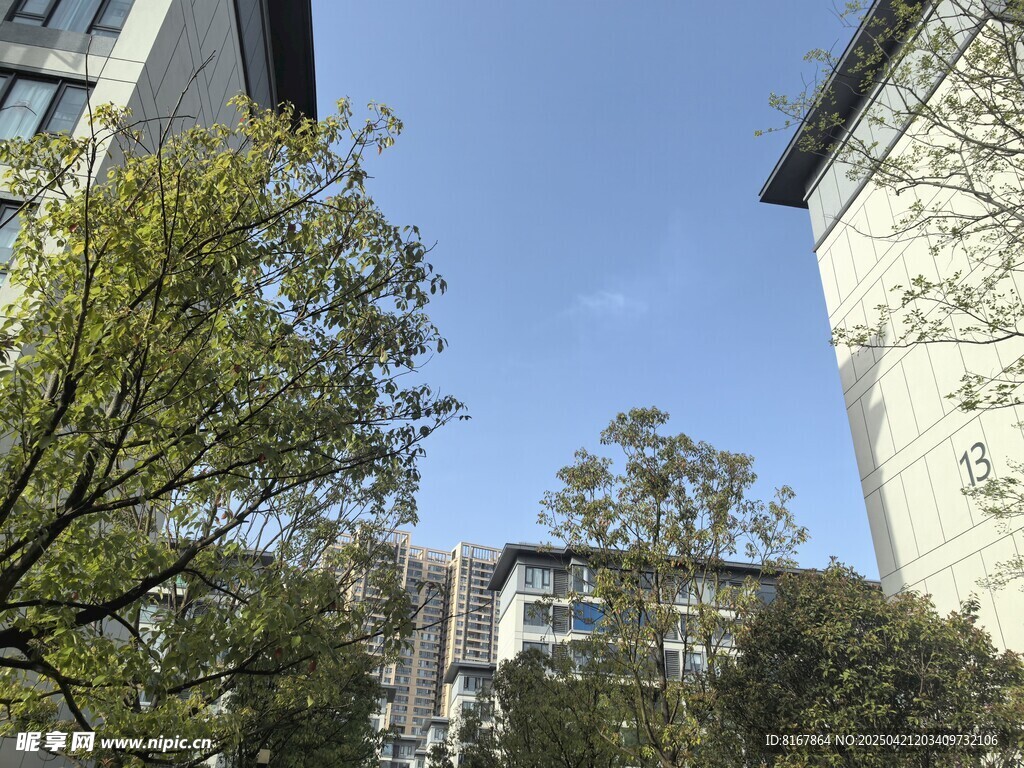 校园建筑旁的葱郁树木