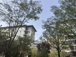 小区绿植环绕的楼宇景观
