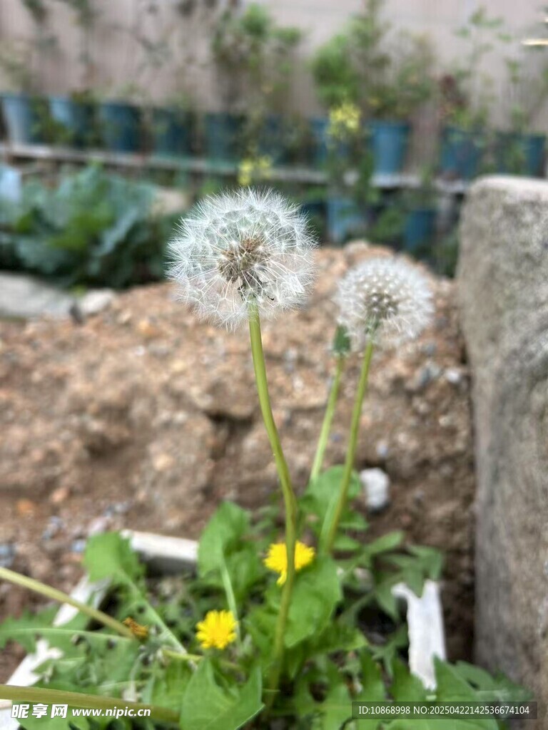 蒲公英