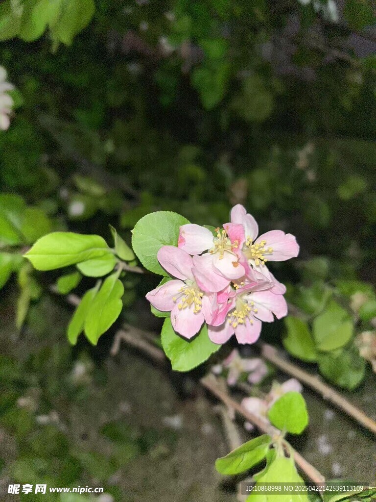 海棠花