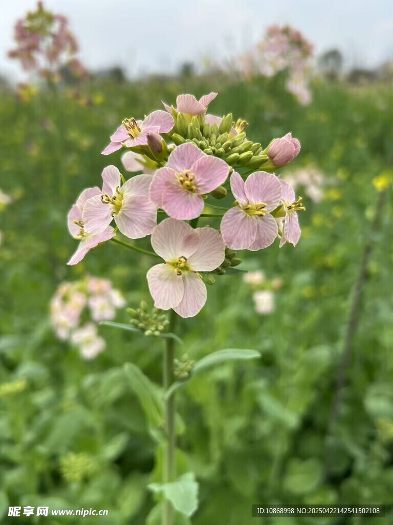 彩色油菜花
