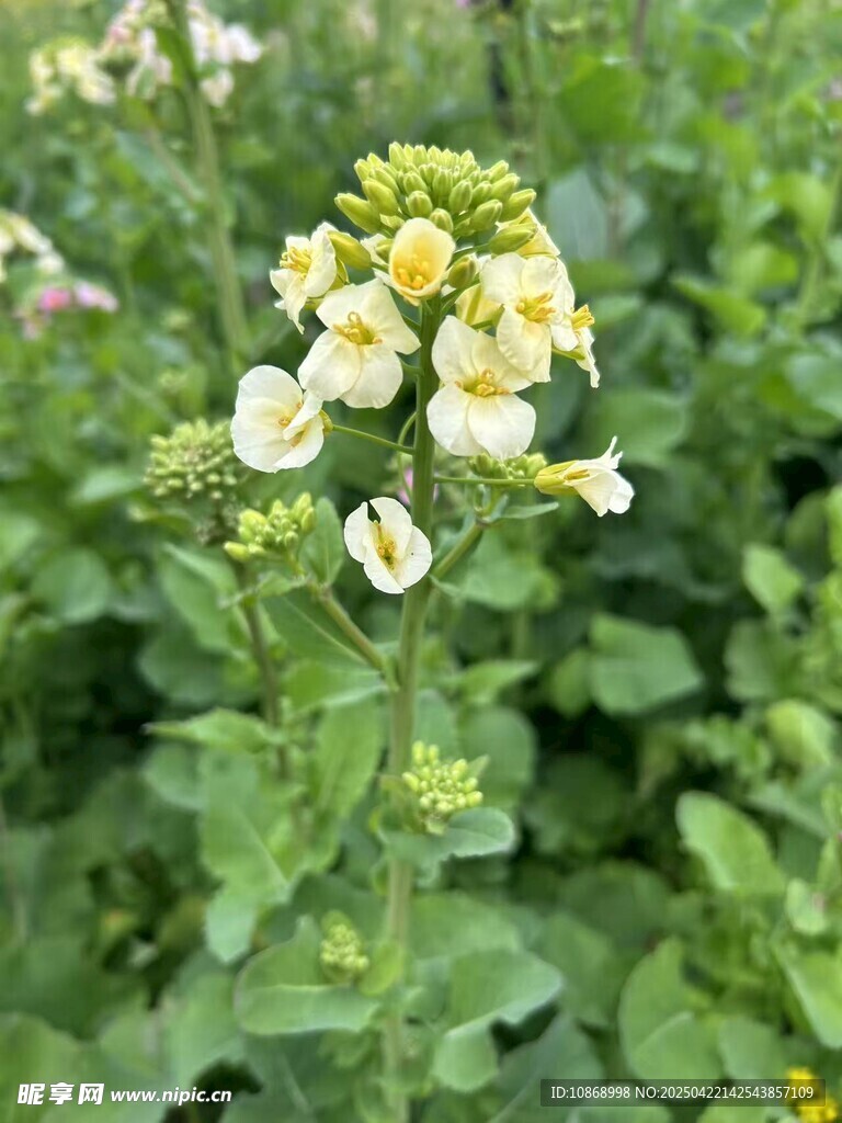 彩色油菜花