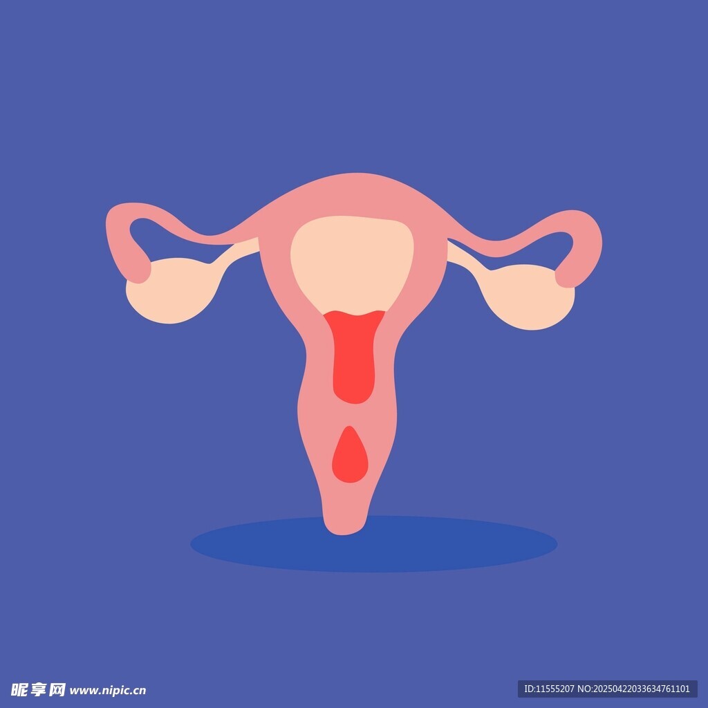 女性生殖系统示意图