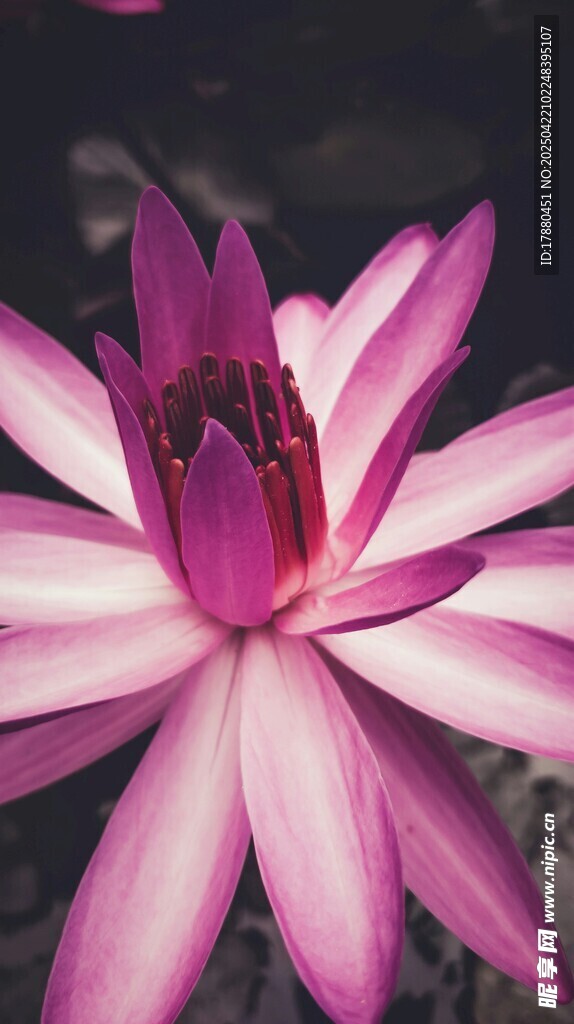 莲花